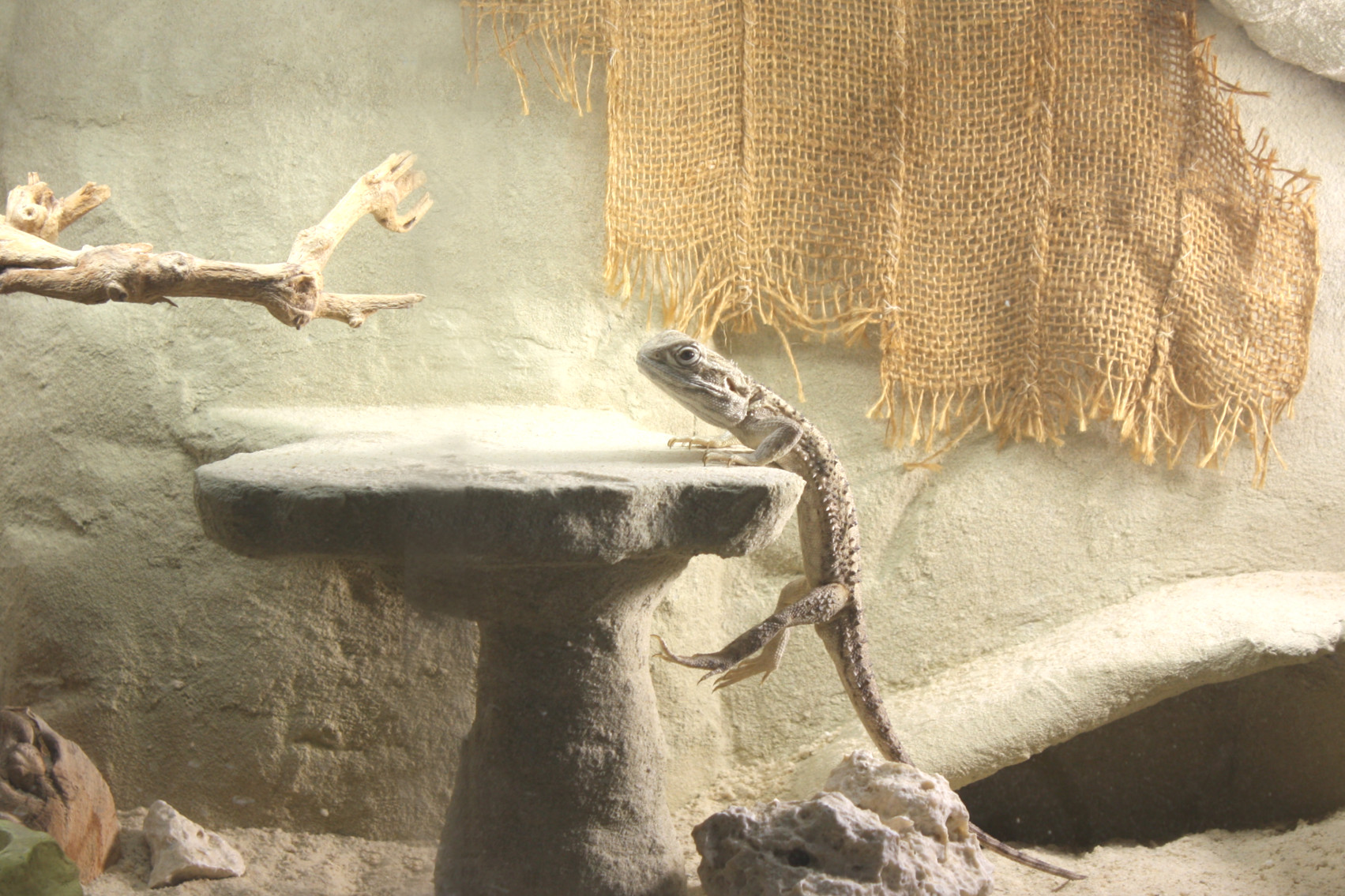 Klettern im Terrarium