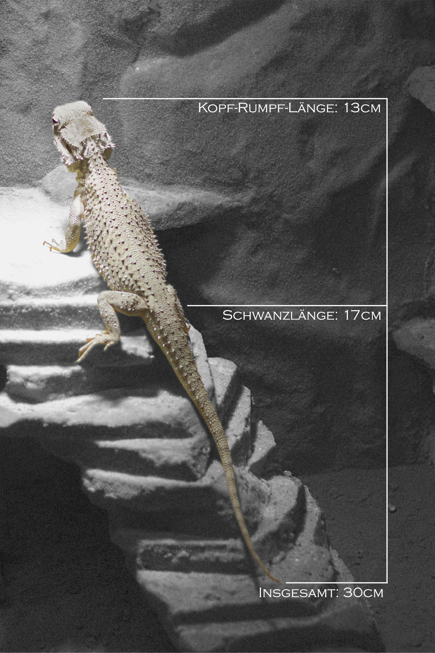 Großer Zwerg - Voll ausgewachsen