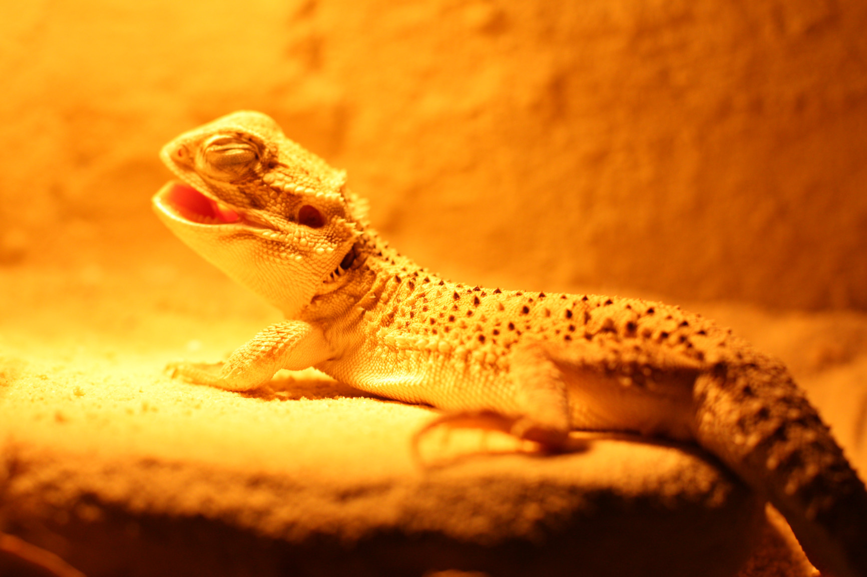 Wärmespot im Terrarium